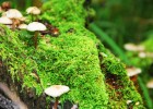 试管婴儿治疗，药物使用的阶段与停药时机解析